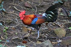 Red Junglefowl